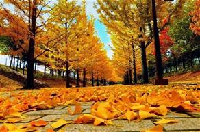 HÀ NỘI – SORAKSAN – INCHEON – SEOUL – INCHEON –  NAMI – SKY PARK  – KIM CHI SHOW