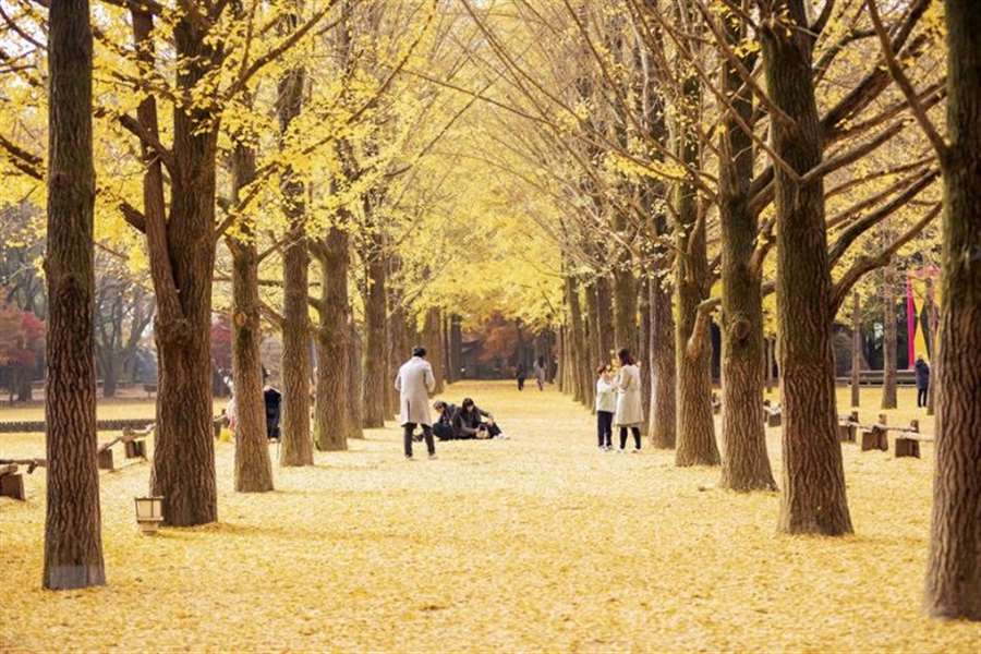 Đảo Nami (Nami Island)