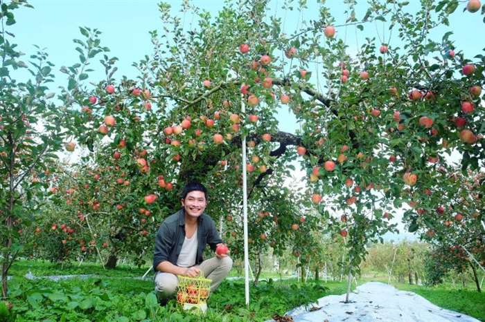 Tham quan và hái  lê hoặc  táo tại nông trại