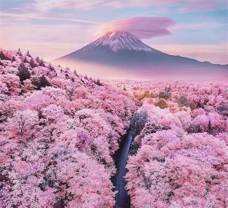 Tour du lịch Nhật Bản ngắm hoa anh đào